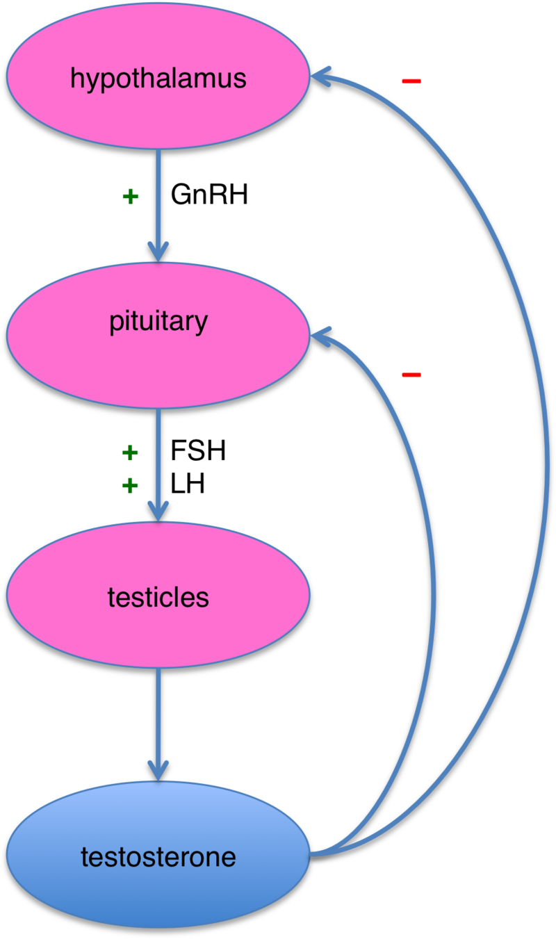 Testosterone Hormone Feedback Mechanisms | AP® Biology | Practice | Albert